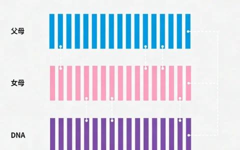 保定CMV基因检测攻略：正规检测点、地址、流程一览