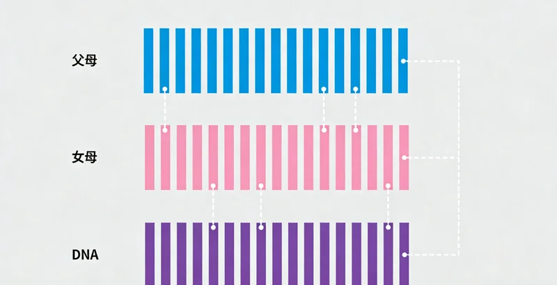 艰难梭菌在显微镜下的形态示意图