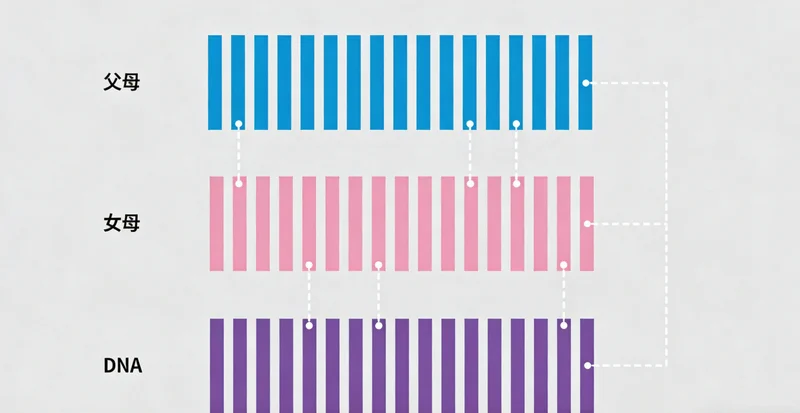 显示隐球菌感染可能引发的肺部影