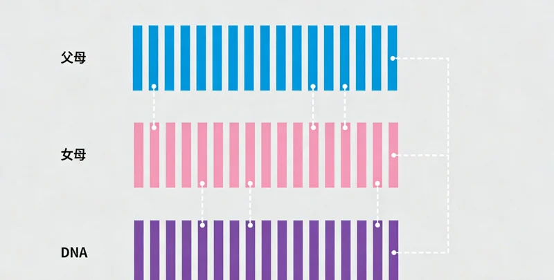 EB病毒结构示意图，展示病毒形