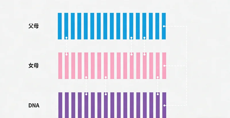 图示展示高危型HPV与低危型H