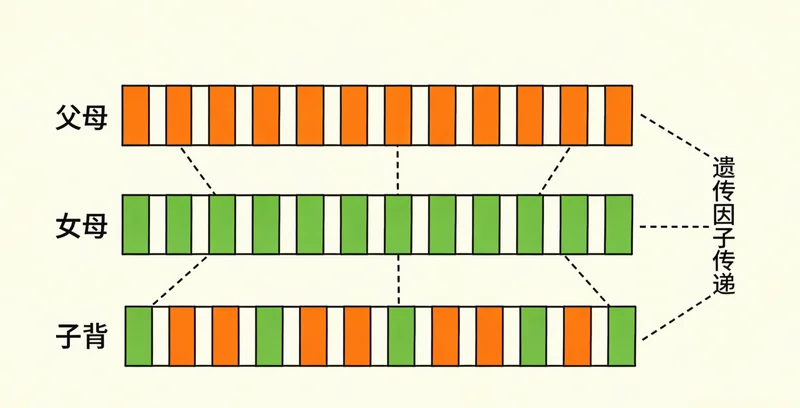 EB病毒结构模型示意图，展示病