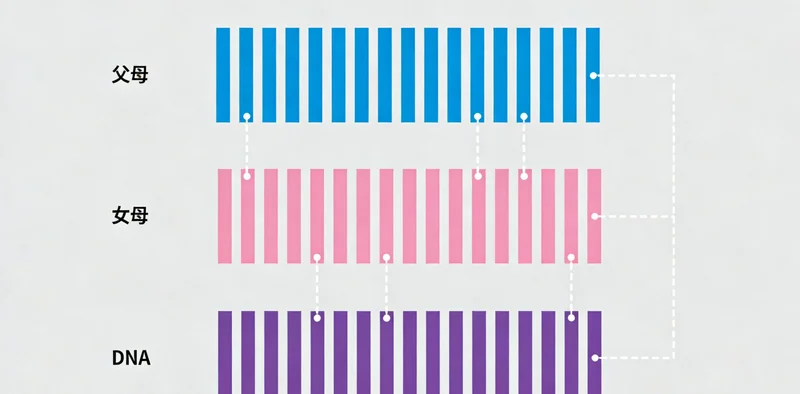 高危型HPV病毒三维结构示意图