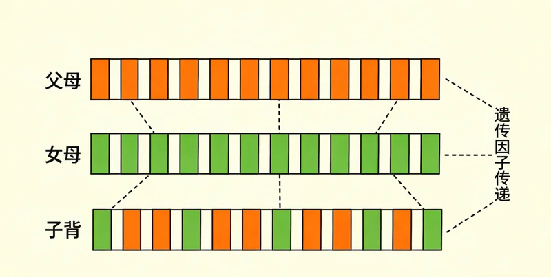 一位医生正在查看肺部CT影像，
