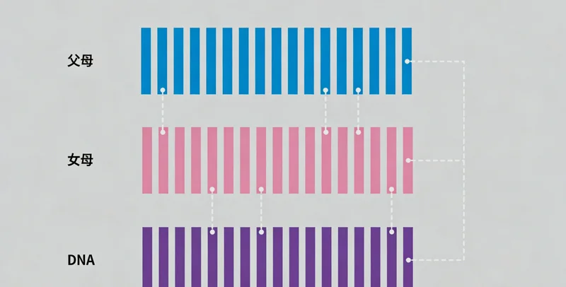 展示健康肠道内各种微生物和谐共