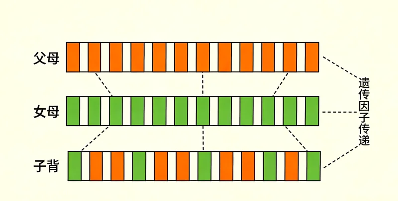 自贡遗传咨询师解读基因检测报告