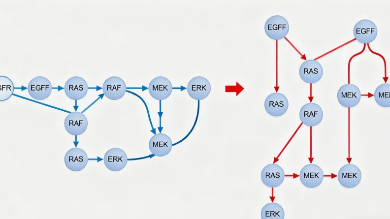 PAX6基因在染色体上的定位及结构图