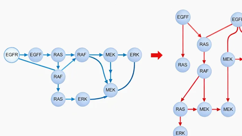 X染色体与MECP2基因位置模式图