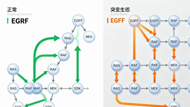 NTRK基因融合示意图：正常与融合状态对比