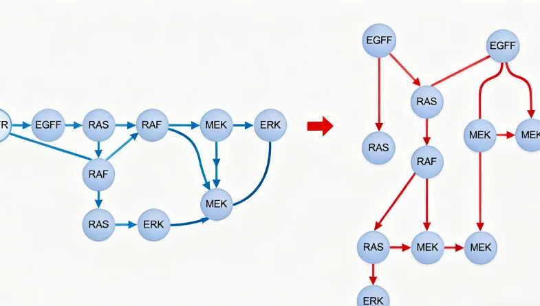 EGFR蛋白结构及T790M突变位点示意图