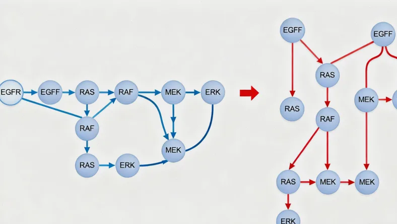 DNA双螺旋与错配修复蛋白结合示意图
