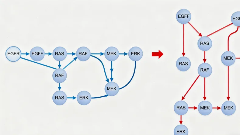 WAS蛋白在免疫细胞中作用示意图