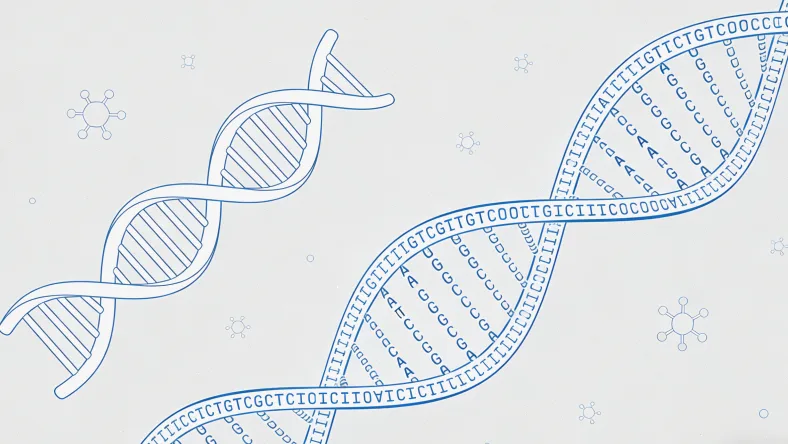 HER2基因扩增导致信号异常激活示意图