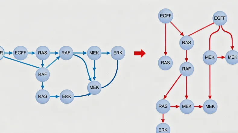 Rb信号通路示意图