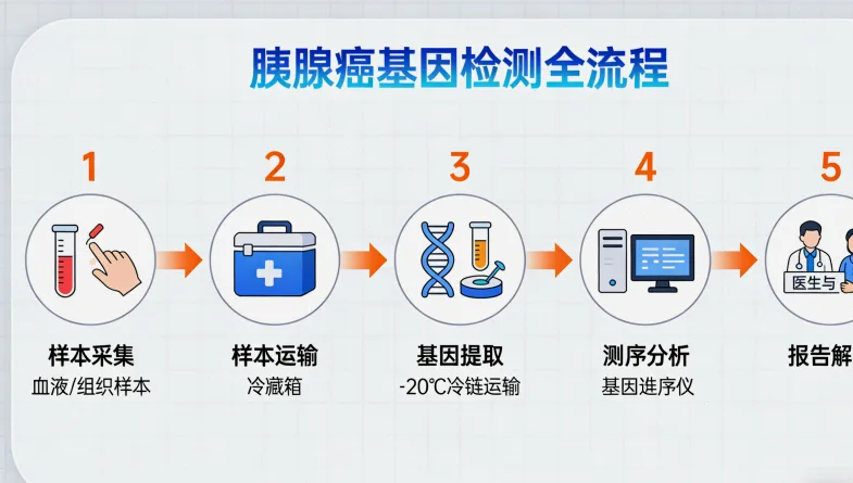 基因“开关”野生型与突变型示意图