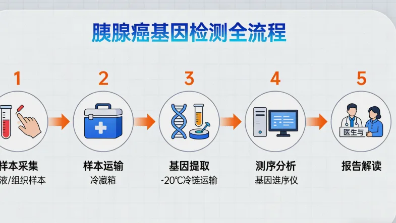 HER2基因扩增与突变示意图