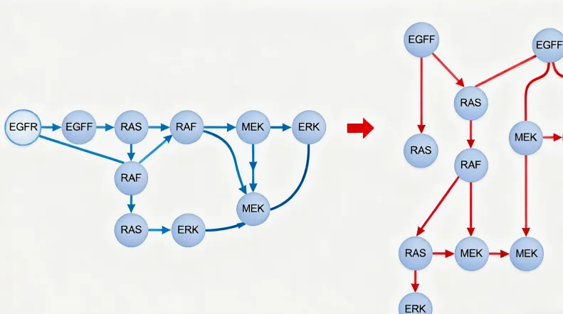 MET基因信号通路示意图
