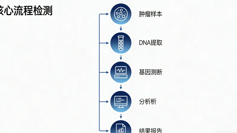 BRCA基因修复DNA损伤示意图