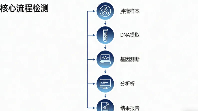 BRCA基因在DNA修复中的作用示意图