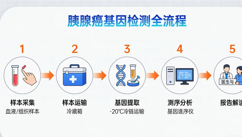 DNA双螺旋结构示意图